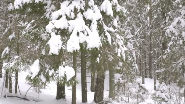 Panoramische Opname Van Winter Woud Besneeuwde Bomen — Stockvideo