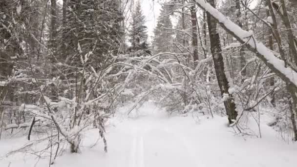 Video Skott Promenad Längs Vägen Vinter Snö Skog Mulen Dag — Stockvideo