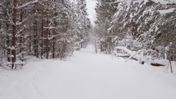 Відеозапис Прогулянки Вздовж Шляху Зимовому Сніжному Лісі Похмурий День — стокове відео