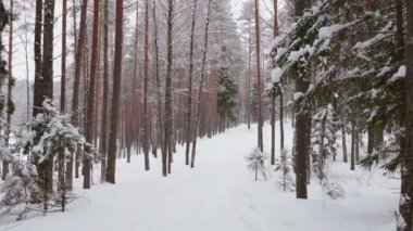 Video çekim yol kış kar ormandaki yürüyüşte bulutlu hava
