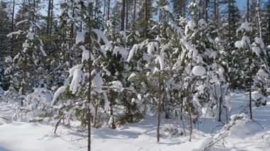 Kış orman ve karla kaplı ağaçlar panoramik çekim