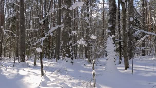 冬の森と雪に覆われた木のパノラマ撮影 — ストック動画
