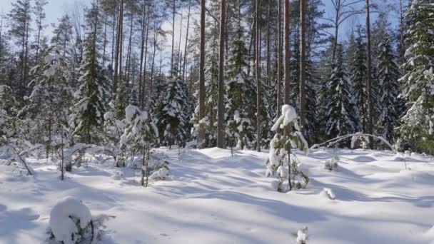 Panoramische Opname Van Winter Woud Besneeuwde Bomen — Stockvideo