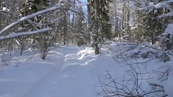 Video Schot Van Wandeling Langs Wandelpad Winter Sneeuw Bos Zonnige — Stockvideo