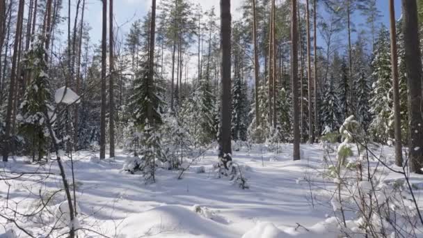 Panoramabild Över Vintern Skogen Och Snötäckta Träd — Stockvideo