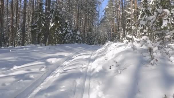 晴れた日の冬の雪の森でパスに沿って歩くのビデオ ショット — ストック動画