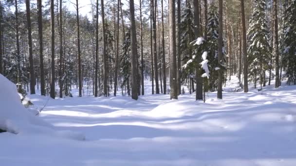 Panoramatický Záběr Zimní Les Zasněžené Stromy Slunečné Počasí — Stock video
