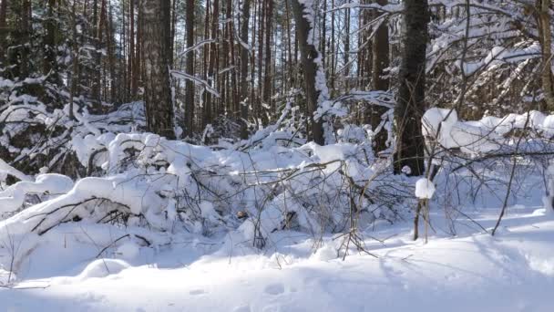 冬の森 天候の良い日に雪に覆われた木のパノラマ撮影 — ストック動画