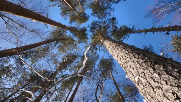 冬の森の梢のパノラマ撮影 — ストック動画