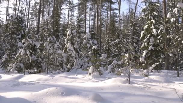 Kış Orman Karla Kaplı Güneşli Havalarda Ağaçlarda Panoramik Çekim — Stok video