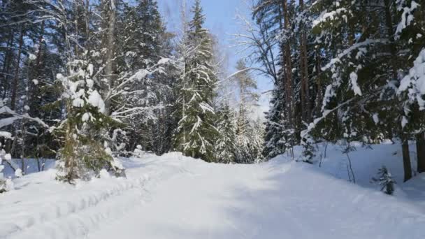 Vue panoramique des forêts d'hiver et des arbres enneigés par temps ensoleillé 