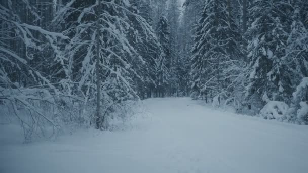 冬の森と夜の時間の雪に覆われた木のパノラマ撮影 — ストック動画