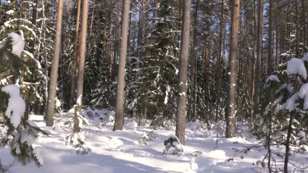 Panoramy Zima Las Ośnieżonych Drzew Słoneczną Pogodę — Wideo stockowe