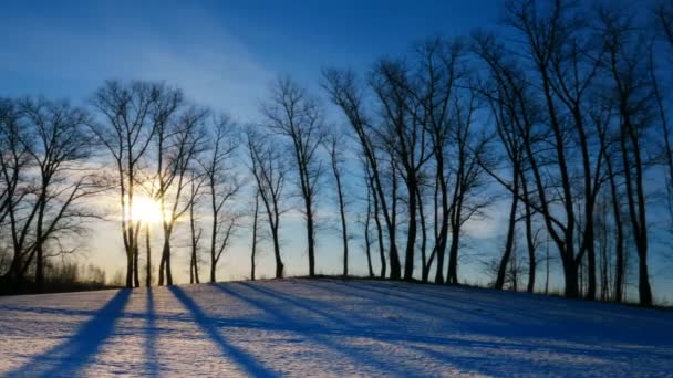 Zeitraffer Shooting Des Sonnenuntergangs Winterwald — Stockvideo