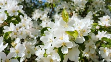 Arılar çiçek açması elma ağacı tozlaşmak, ilkbaharda çiçek açması elma meyve ağaçları meyve bahçesi yavaş çekim