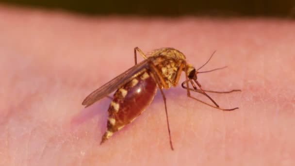 人間の皮膚に蚊の吸血のクローズ アップ ショット — ストック動画