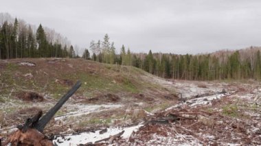 Kesilen ormanın manzarası. Ağaçlar kesildikten sonra ormanlık alan. 