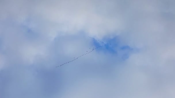 Flock Flying Cranes Evening Sky Autumn Migration Birds Warmer Climes — Stock Video