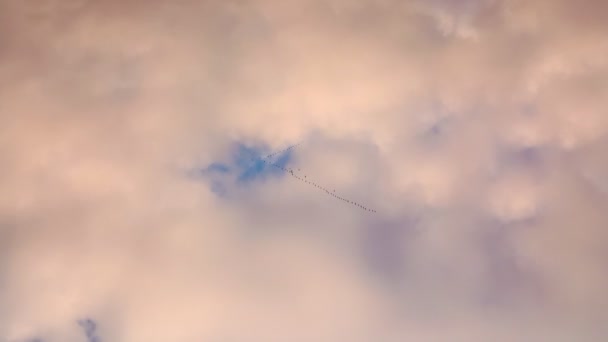 Flock Flying Cranes Evening Sky Autumn Migration Birds Warmer Climes — Stock Video