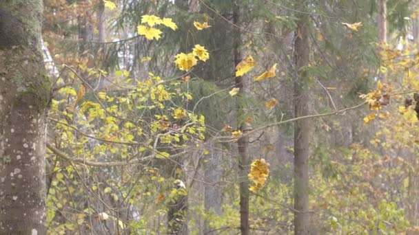 Captura Cámara Lenta Las Hojas Otoño Que Caen Árboles Bosque — Vídeos de Stock