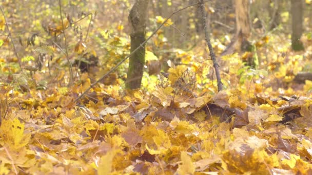 Captura Cámara Lenta Las Hojas Otoño Que Caen Árboles Bosque — Vídeos de Stock