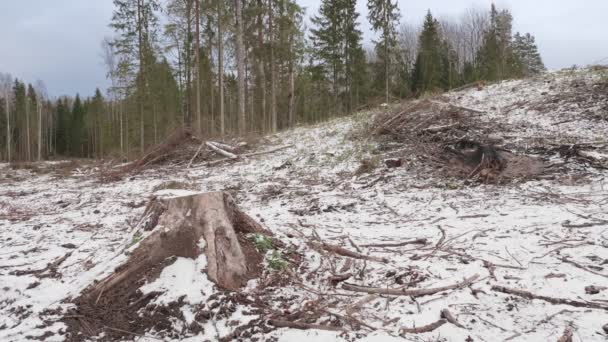 Uitzicht Gekapte Bos Bosbouw Het Kappen Van Bomen — Stockvideo