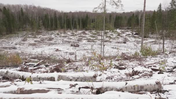 Vista Floresta Derrubada Clareira Florestal Após Derrubada Árvores — Vídeo de Stock