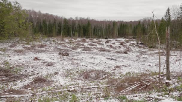 View Felled Forest Forest Glade Felling Trees — Stock Video