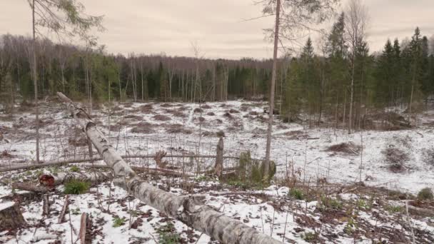 Uitzicht Gekapte Bos Bosbouw Het Kappen Van Bomen — Stockvideo
