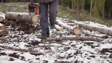 Oduncu işe gider. Elektrikli testereli oduncu ağaçları kesmek için ormana gider.