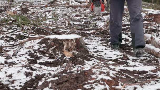 Leñador Trabajar Leñador Con Motosierra Bosque Cortar Árboles — Vídeos de Stock