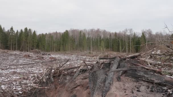 Вид Падіння Лісу Лісова Галявина Після Вирубки Дерев — стокове відео