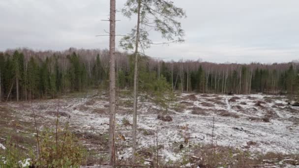 Vista Del Bosque Talado Claro Del Bosque Después Tala Árboles — Vídeos de Stock