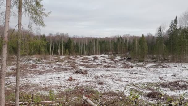 Widok Wyrąbanego Lasu Polana Leśna Wyrąbaniu Drzew — Wideo stockowe