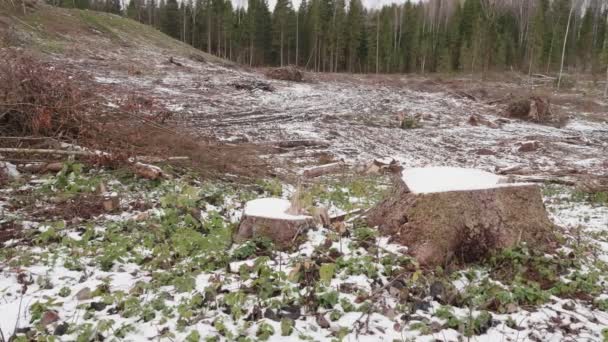 Vista Del Bosque Talado Claro Del Bosque Después Tala Árboles — Vídeos de Stock