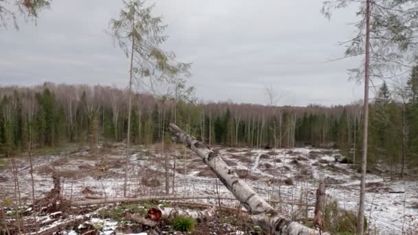 Vista Floresta Derrubada Clareira Florestal Após Derrubada Árvores — Vídeo de Stock