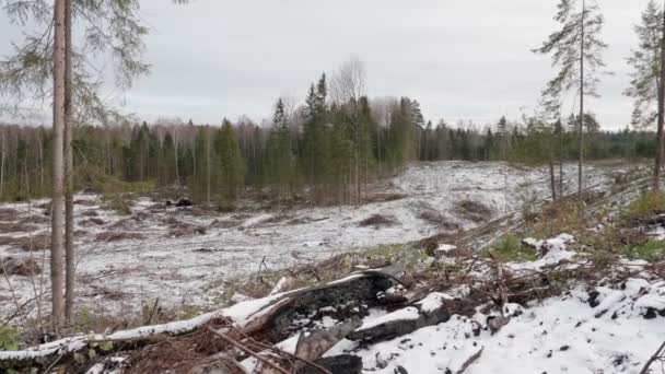 Вид Зруйнований Ліс Лісова Галявина Після Вирубки Дерев — стокове відео