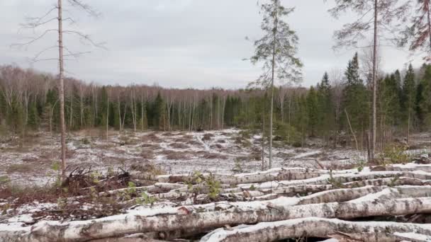 Pohled Pokácený Les Lesní Mýtina Kácením Stromů — Stock video
