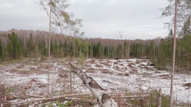 Vista Del Bosque Talado Desfiladero Forestal Después Tala Árboles — Vídeos de Stock