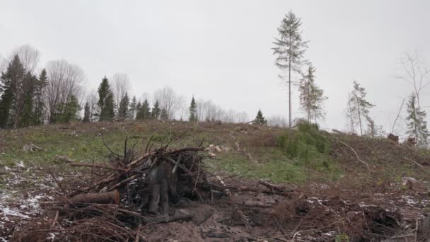 Вид Зруйнований Ліс Лісова Галявина Після Вирубки Дерев — стокове відео