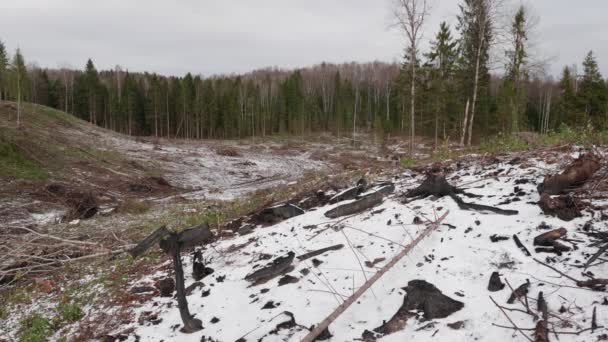 Вид Зруйнований Ліс Лісова Галявина Після Вирубки Дерев — стокове відео