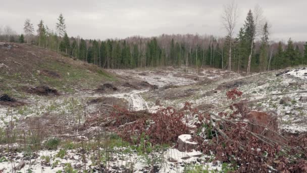 Вид Зруйнований Ліс Лісова Галявина Після Вирубки Дерев — стокове відео