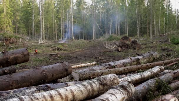 Exploração Madeireira Industrial Leva Degradação Ambiental Conceito Danos Ecológicos Conservação — Vídeo de Stock