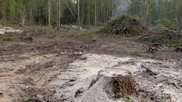 Wyrąb Przemysłowy Prowadzący Degradacji Środowiska Koncepcja Szkód Ekologicznych Ochrona Środowiska — Wideo stockowe