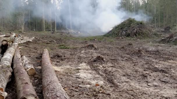 Tala Industrial Conduce Degradación Del Medio Ambiente Concepto Daños Ecológicos — Vídeo de stock