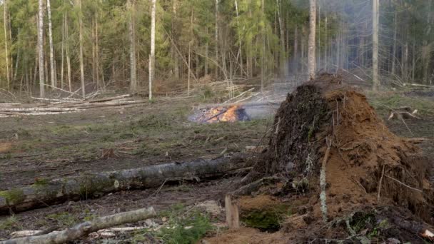 Exploitation Forestière Industrielle Entraînant Une Dégradation Environnement Concept Dommages Écologiques — Video