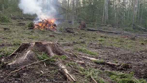 工业伐木导致环境退化 生态破坏概念 环境保护 — 图库视频影像