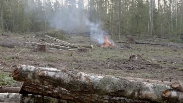 Průmyslová Těžba Dřeva Vedoucí Zhoršování Životního Prostředí Koncepce Ekologických Škod — Stock video