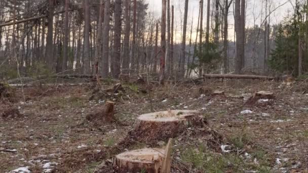 工业伐木导致环境退化 生态破坏概念 环境保护 全景拍摄 — 图库视频影像