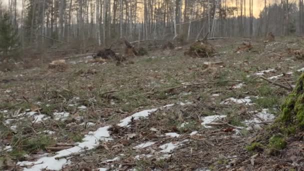 Průmyslová Těžba Dřeva Vedoucí Degradaci Životního Prostředí Koncepce Ekologických Škod — Stock video